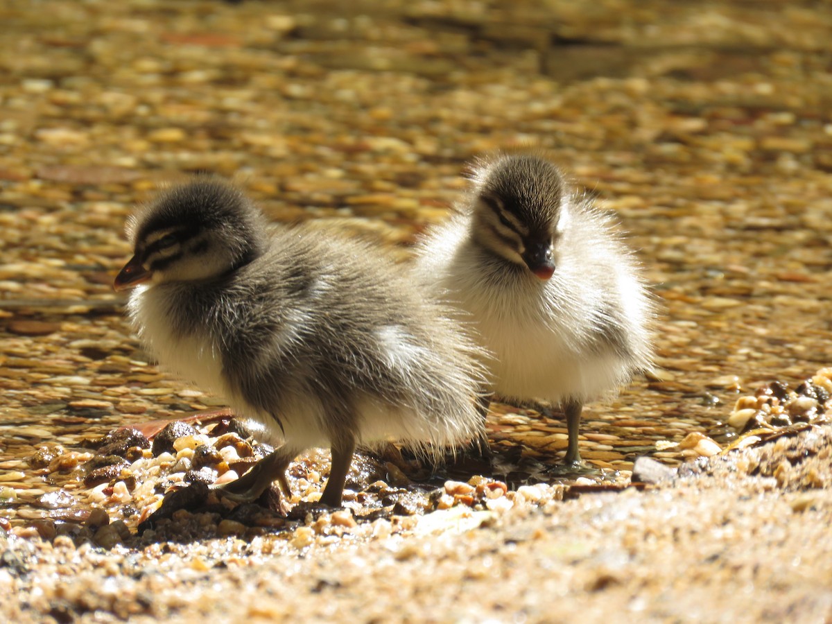 Maned Duck - ML643075192