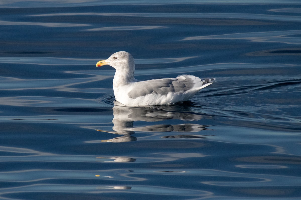 Glaucous-winged Gull - ML643075196