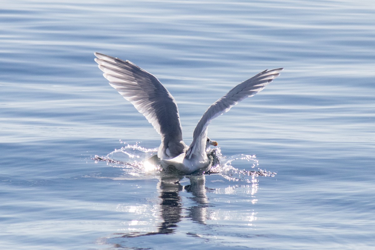 Glaucous-winged Gull - ML643075199