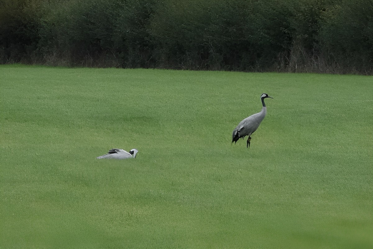 Common Crane - ML643075215