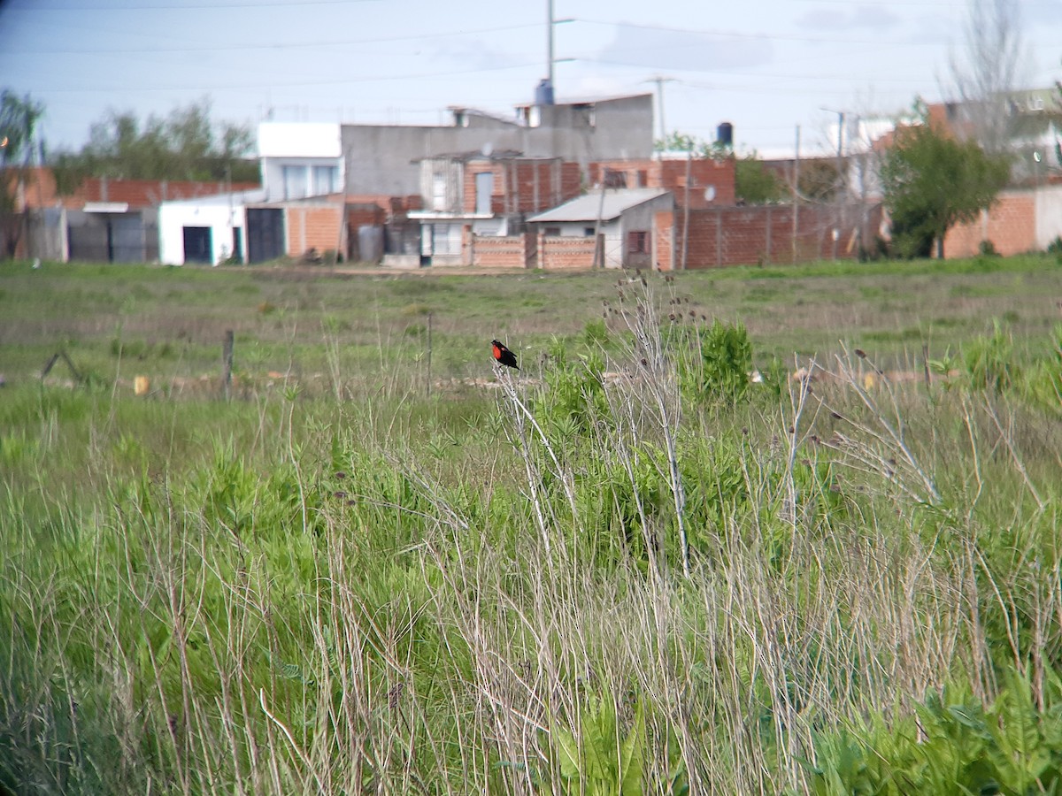 White-browed Meadowlark - ML643075222