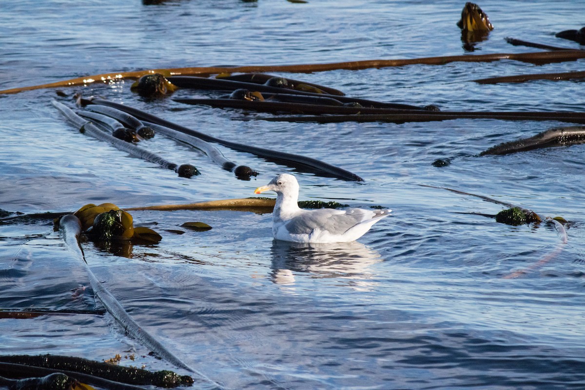 Glaucous-winged Gull - ML643075226