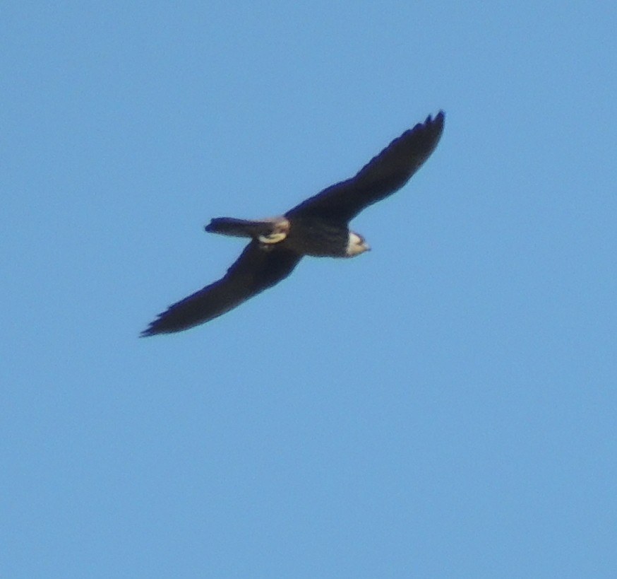Eleonora's Falcon - ML643075242