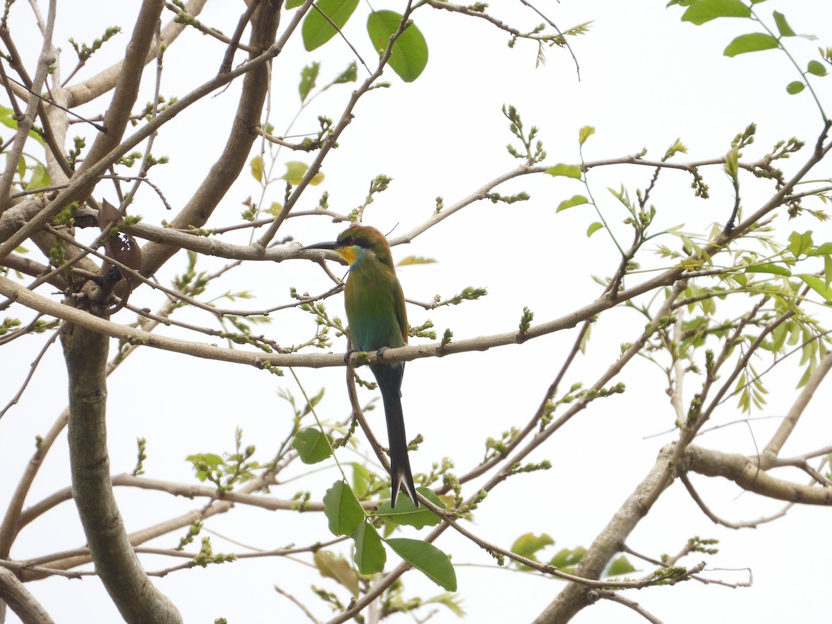 Swallow-tailed Bee-eater - ML643075267