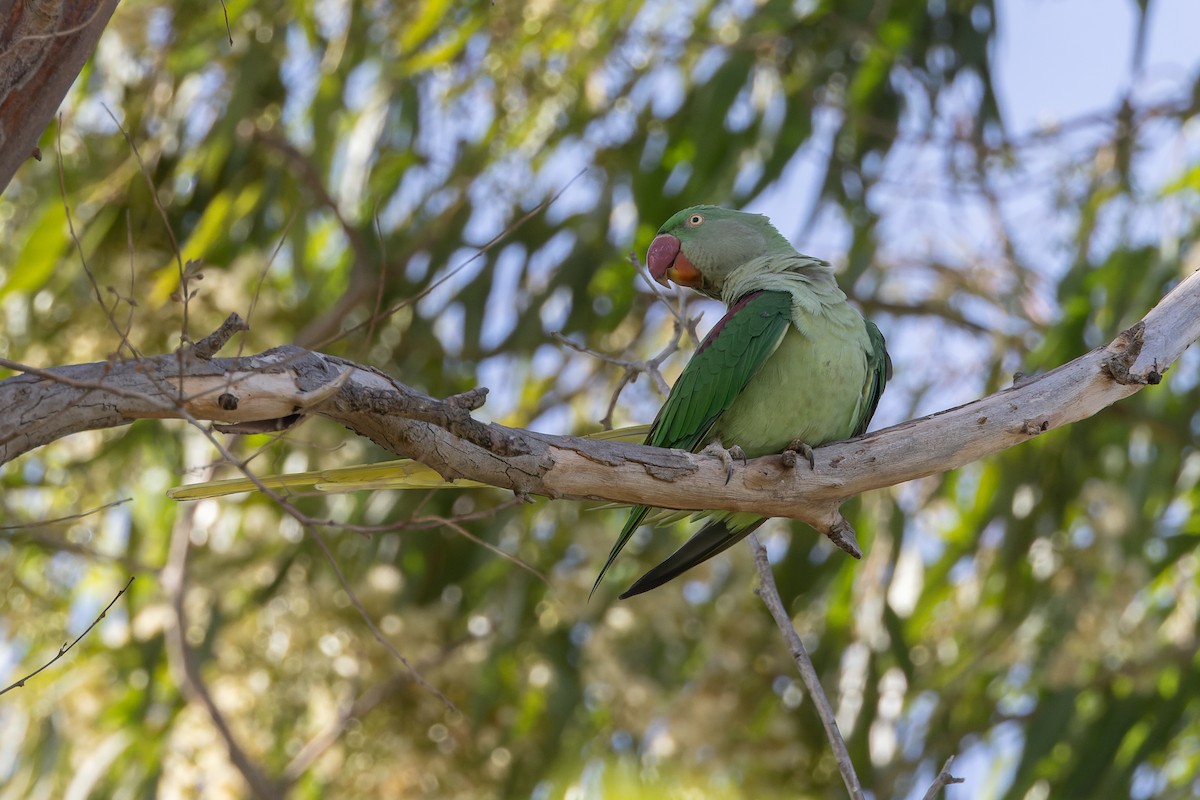 Alexandrine Parakeet - ML643075270