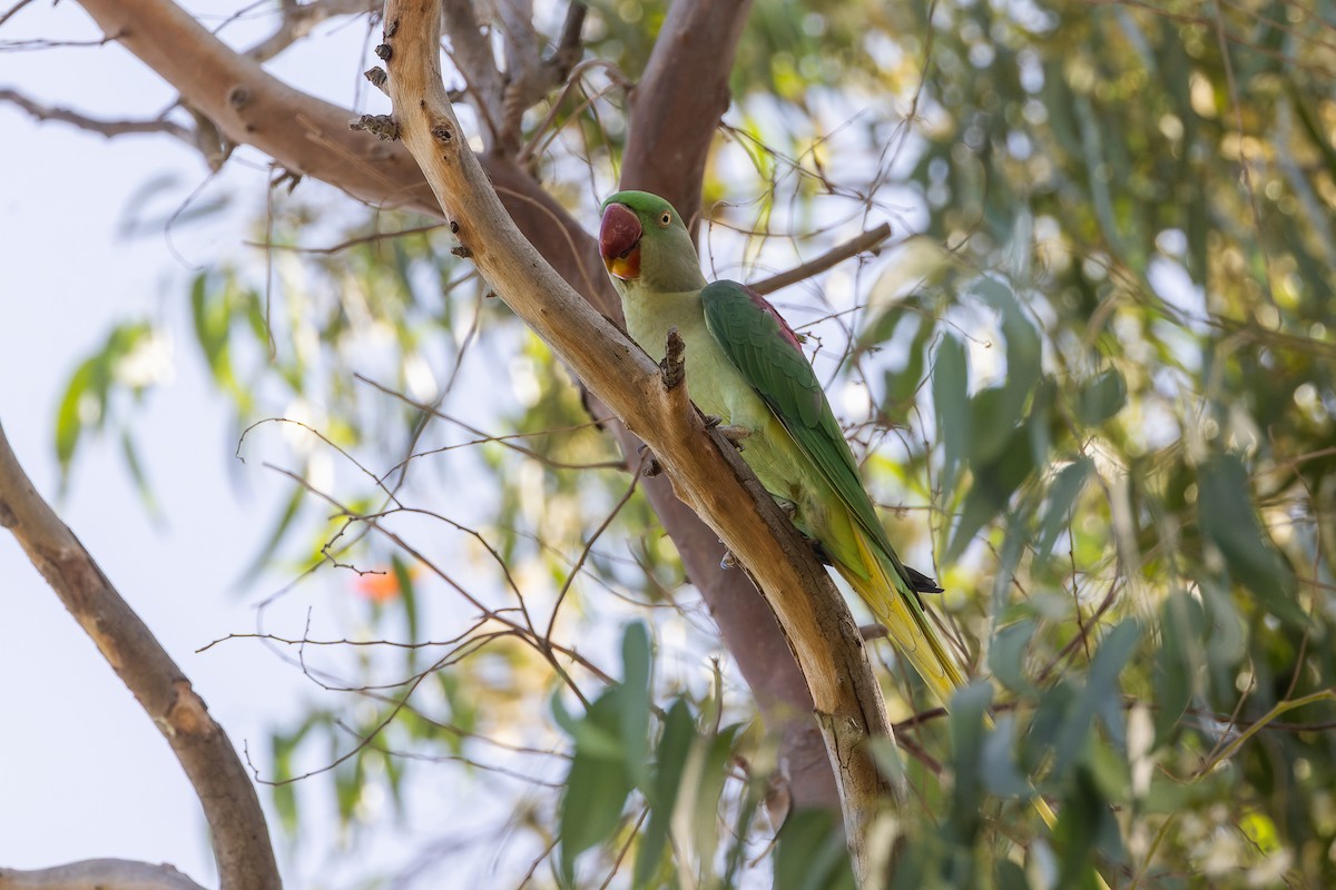 Alexandrine Parakeet - ML643075271