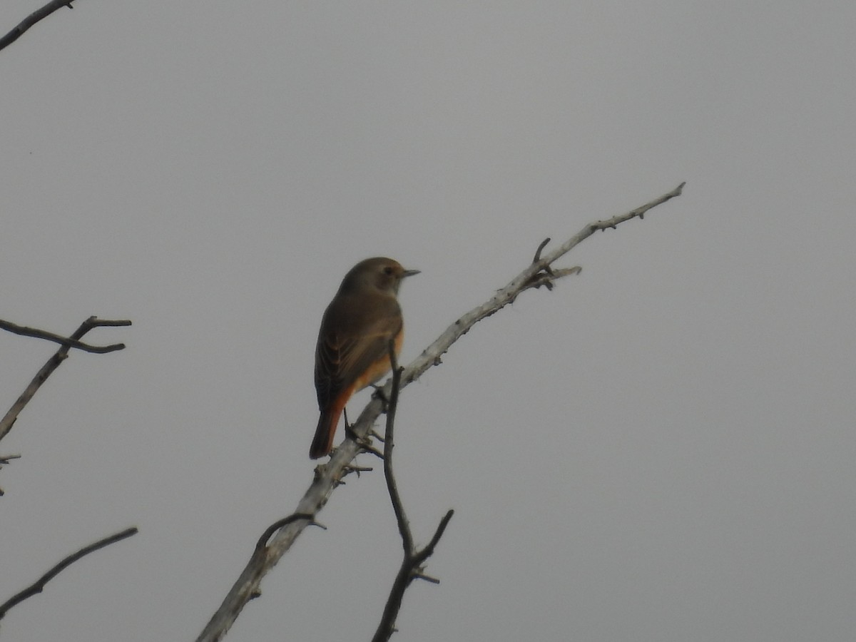 Common Redstart - ML643075275