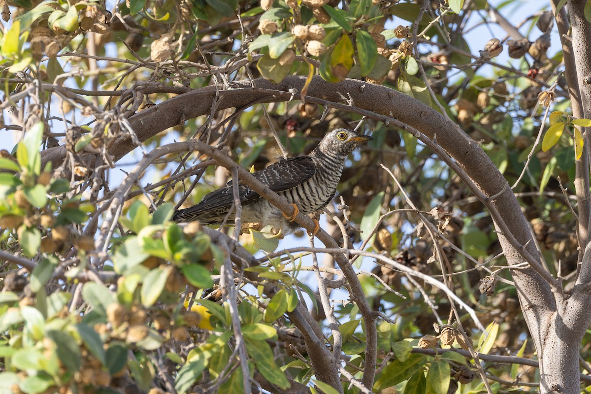 Common Cuckoo - ML643075277