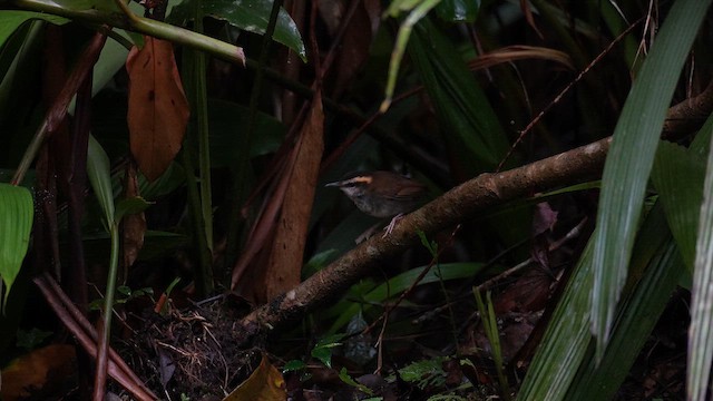 Bornean Stubtail - ML643075283