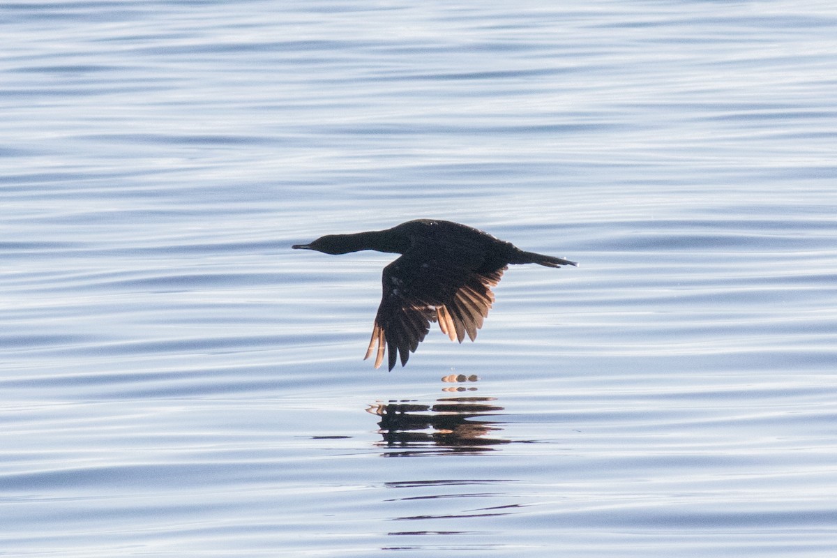 cormorant sp. - ML643075284