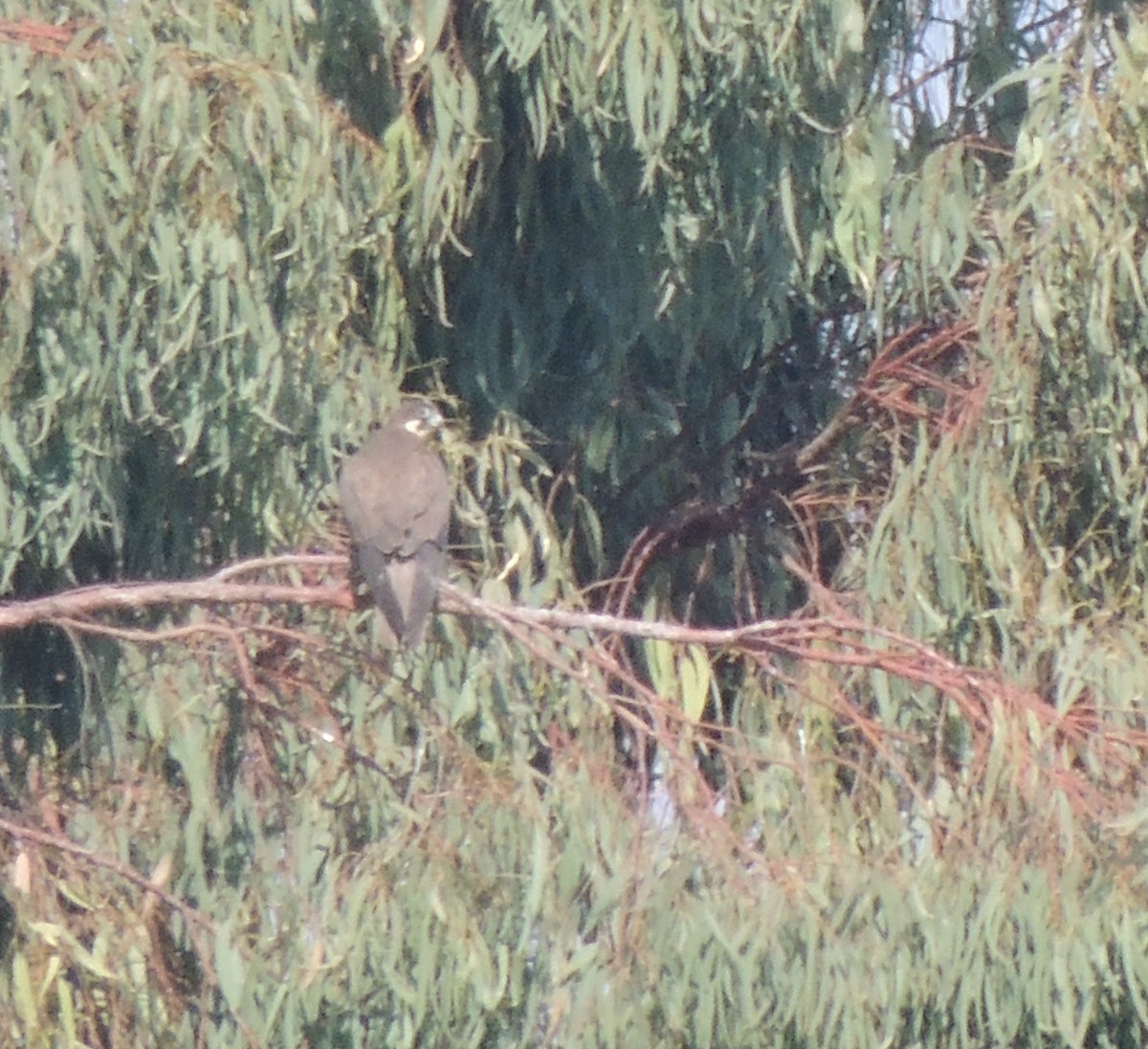 Eleonora's Falcon - ML643075305