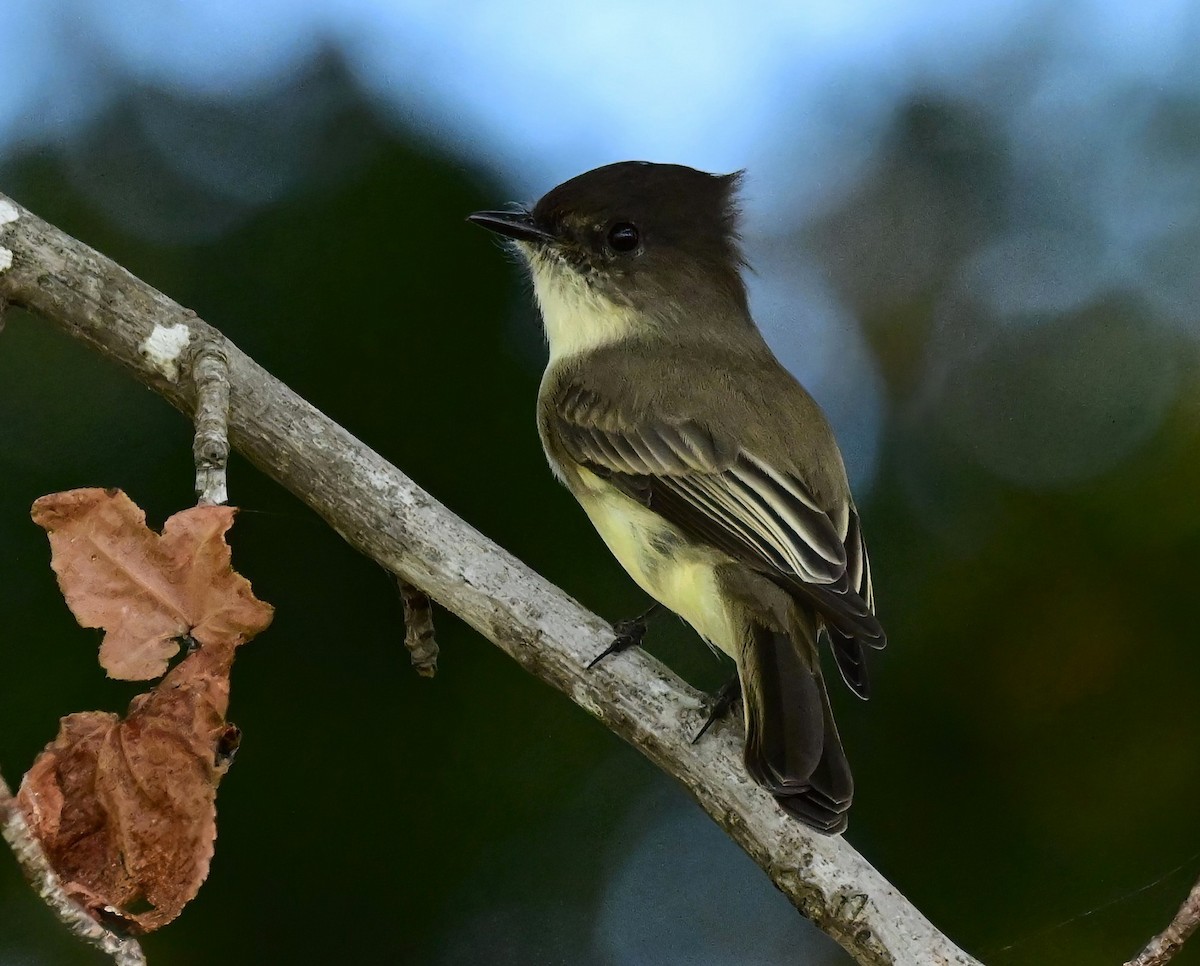 Eastern Phoebe - ML643075306