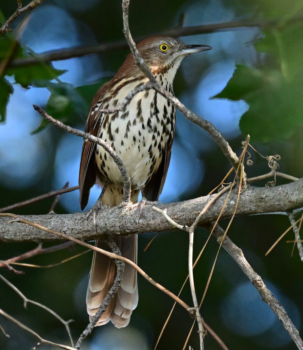 Brown Thrasher - ML643075308