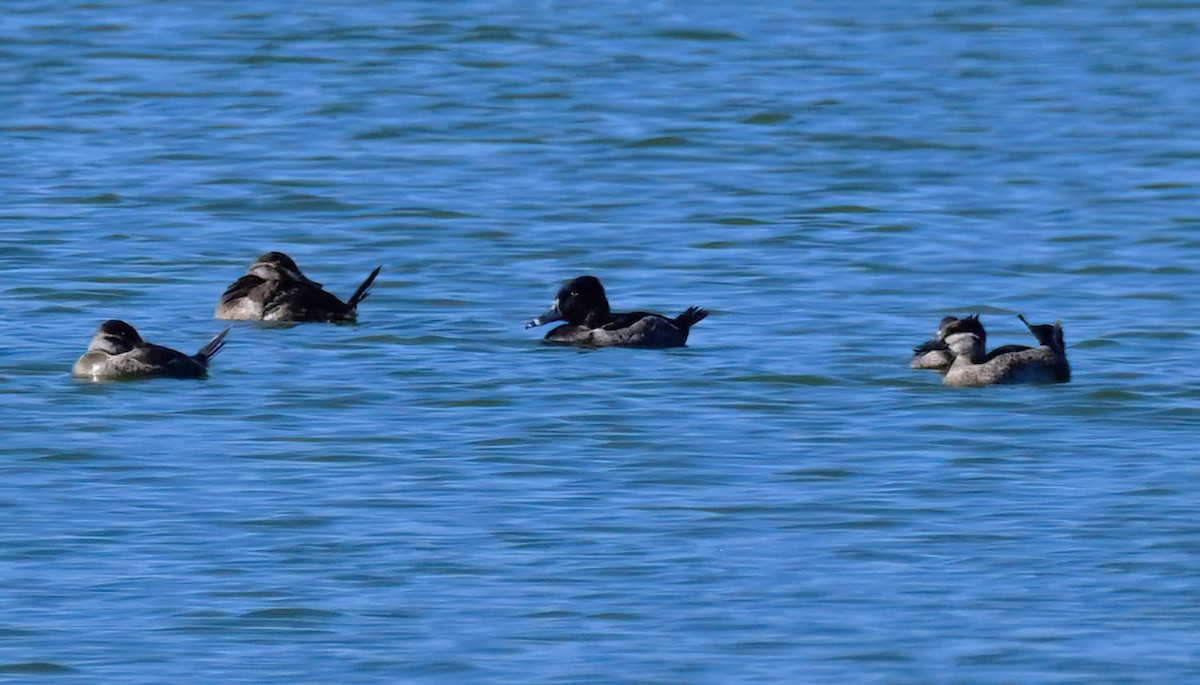 Ring-necked Duck - ML643075313