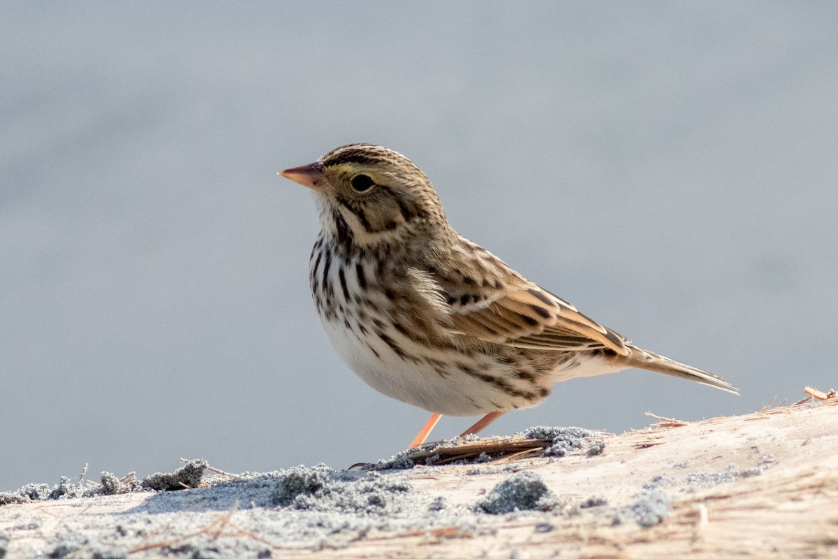 Savannah Sparrow - ML643075317