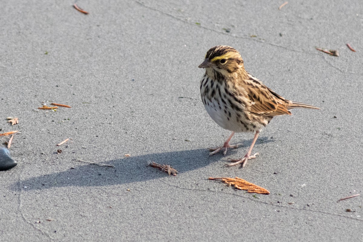 Savannah Sparrow - ML643075318