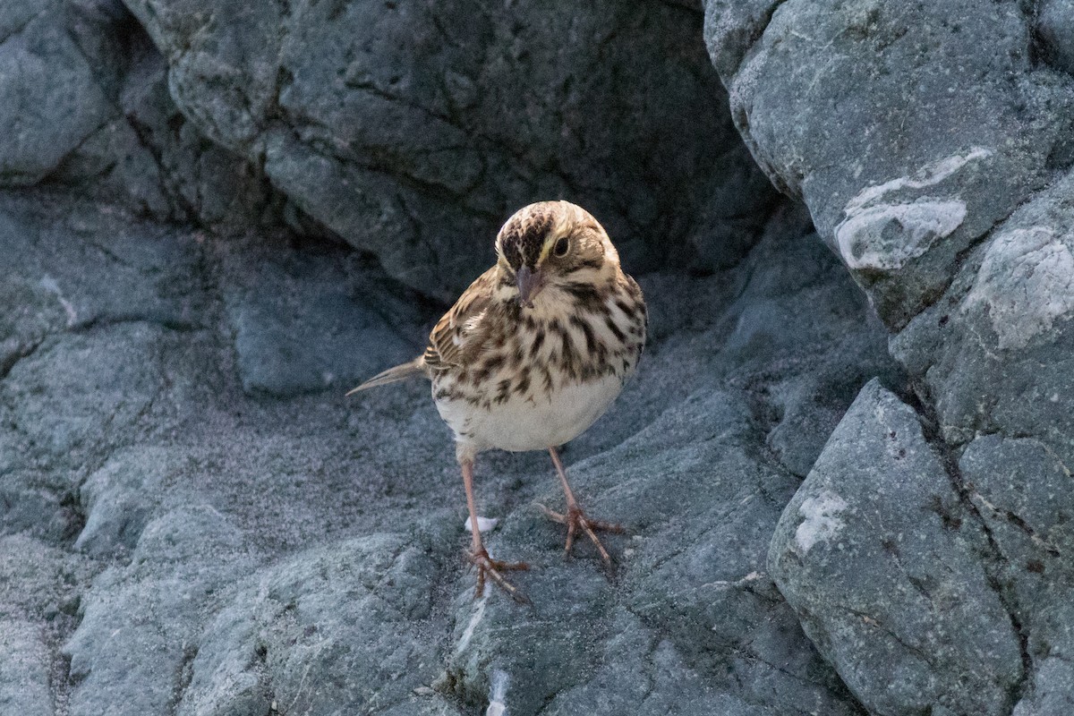 Savannah Sparrow - ML643075319