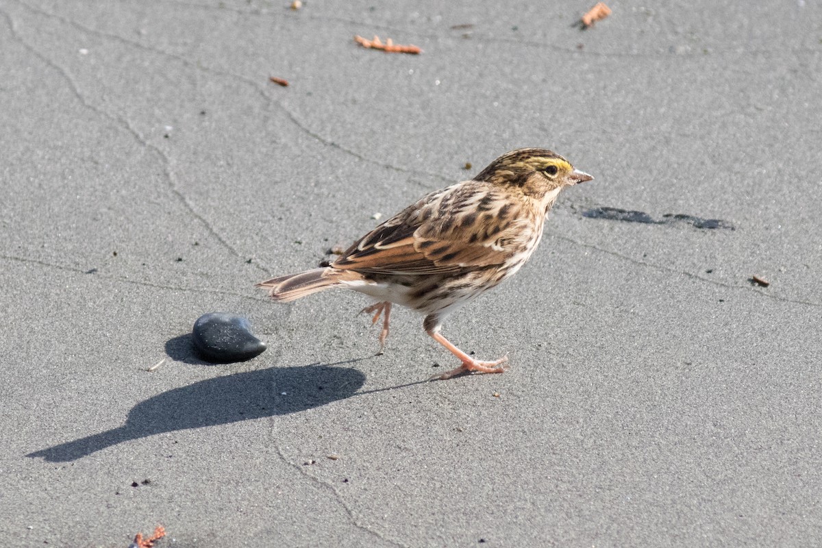 Savannah Sparrow - ML643075320