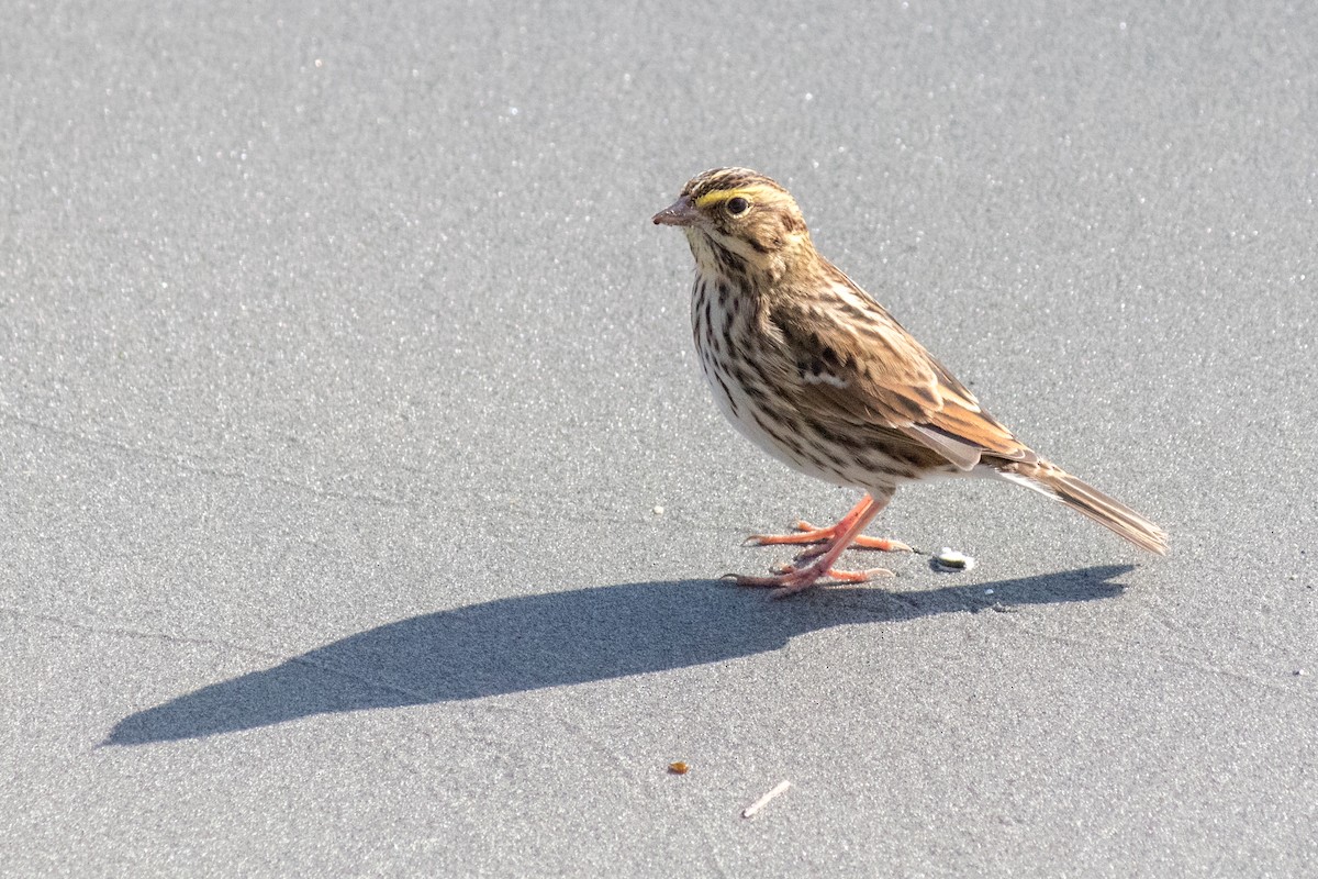 Savannah Sparrow - ML643075321