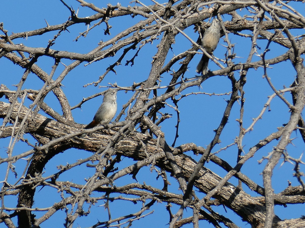Chestnut-vented Warbler - ML643075346