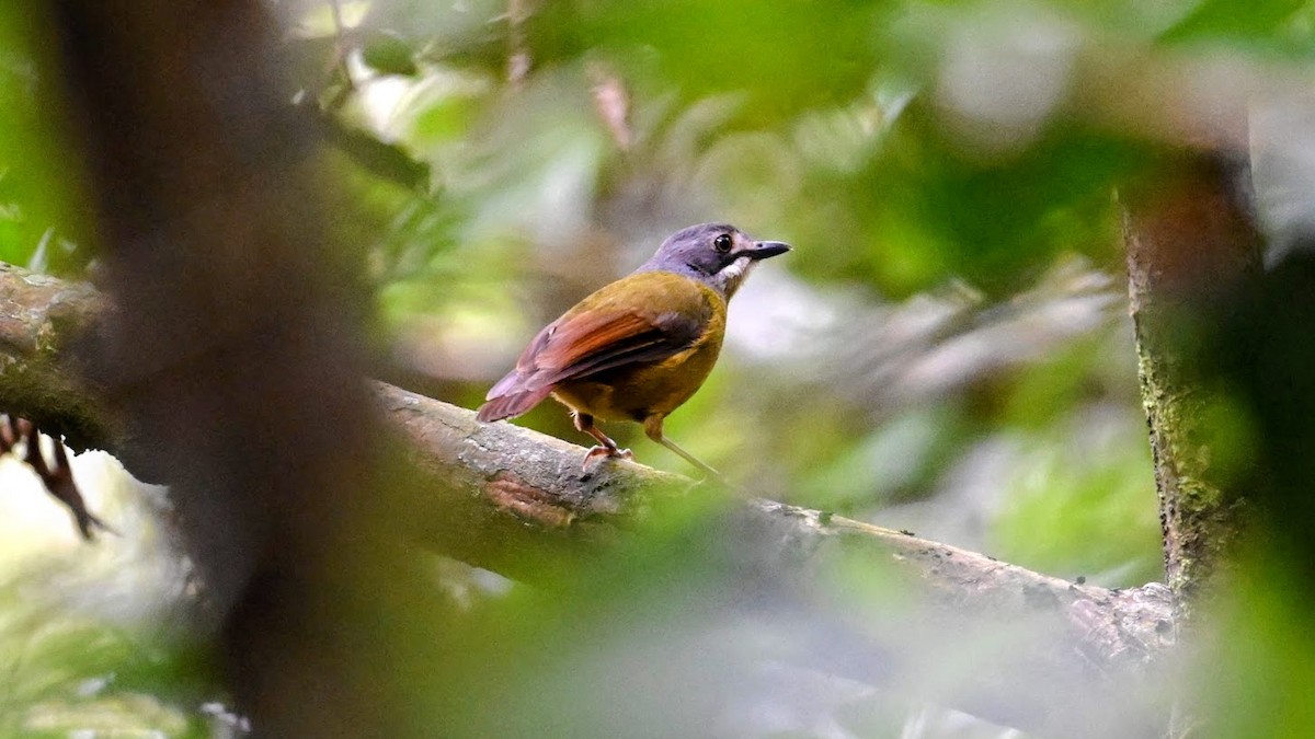 Green-backed Robin - ML643075349