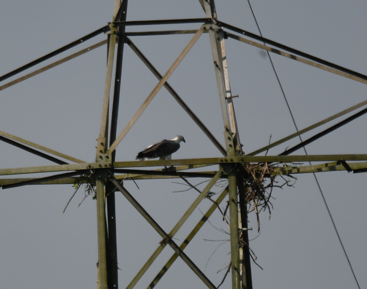 White-bellied Sea-Eagle - ML643075353