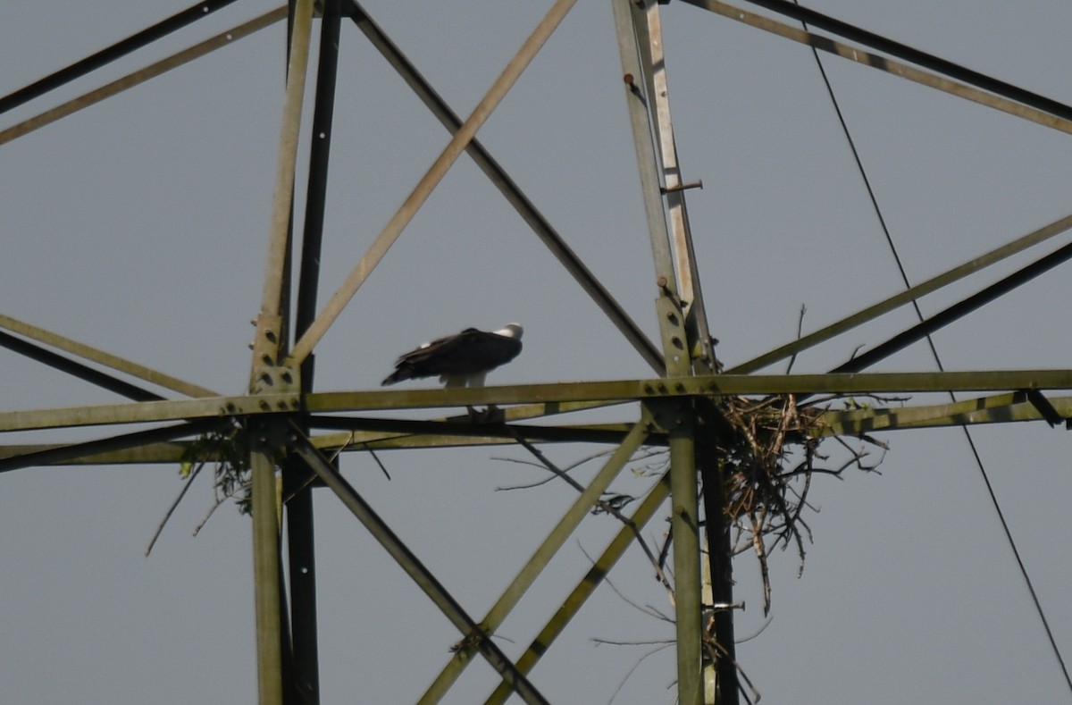 White-bellied Sea-Eagle - ML643075355