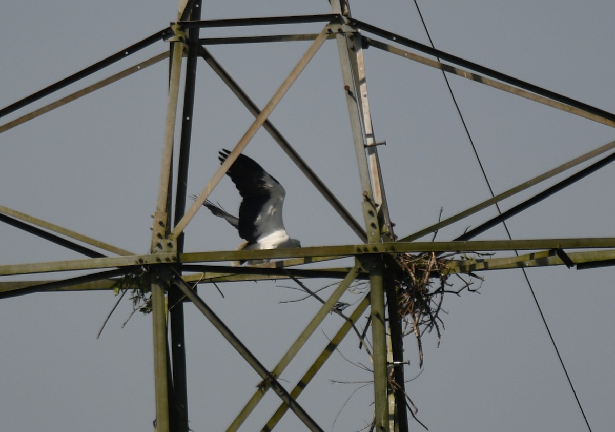 White-bellied Sea-Eagle - ML643075356