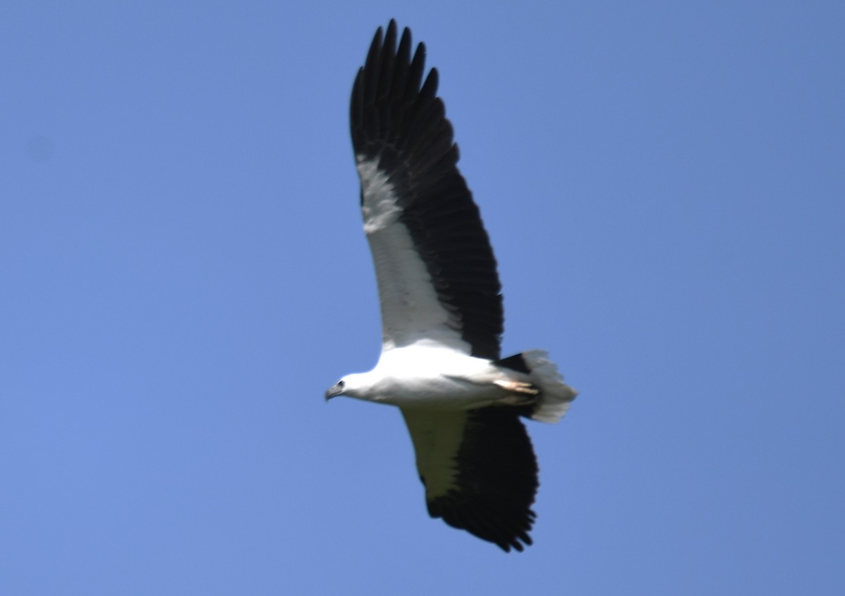 White-bellied Sea-Eagle - ML643075360