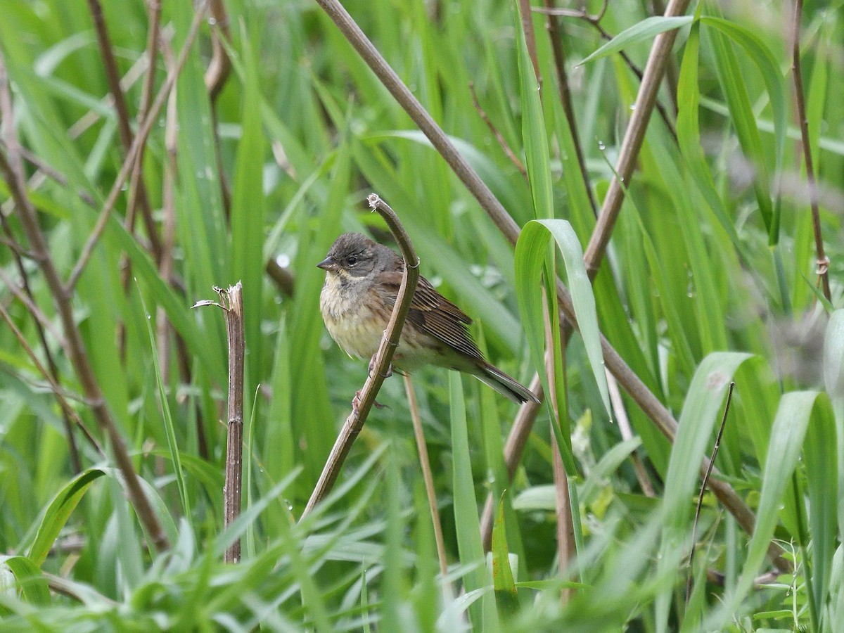 Black-faced Bunting - ML643075361
