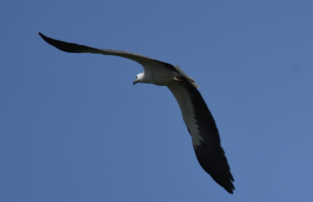 White-bellied Sea-Eagle - ML643075363