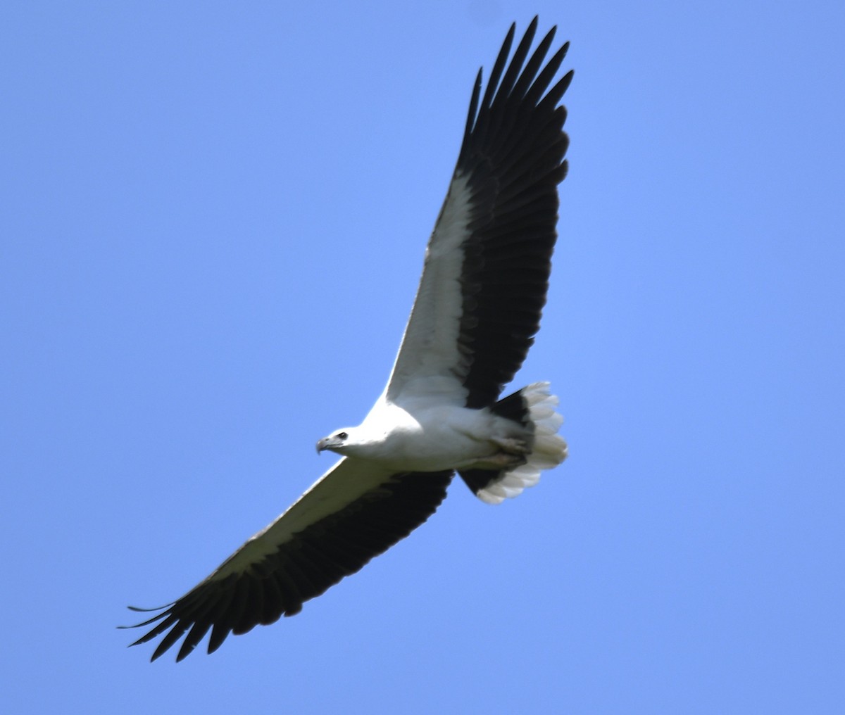 White-bellied Sea-Eagle - ML643075365