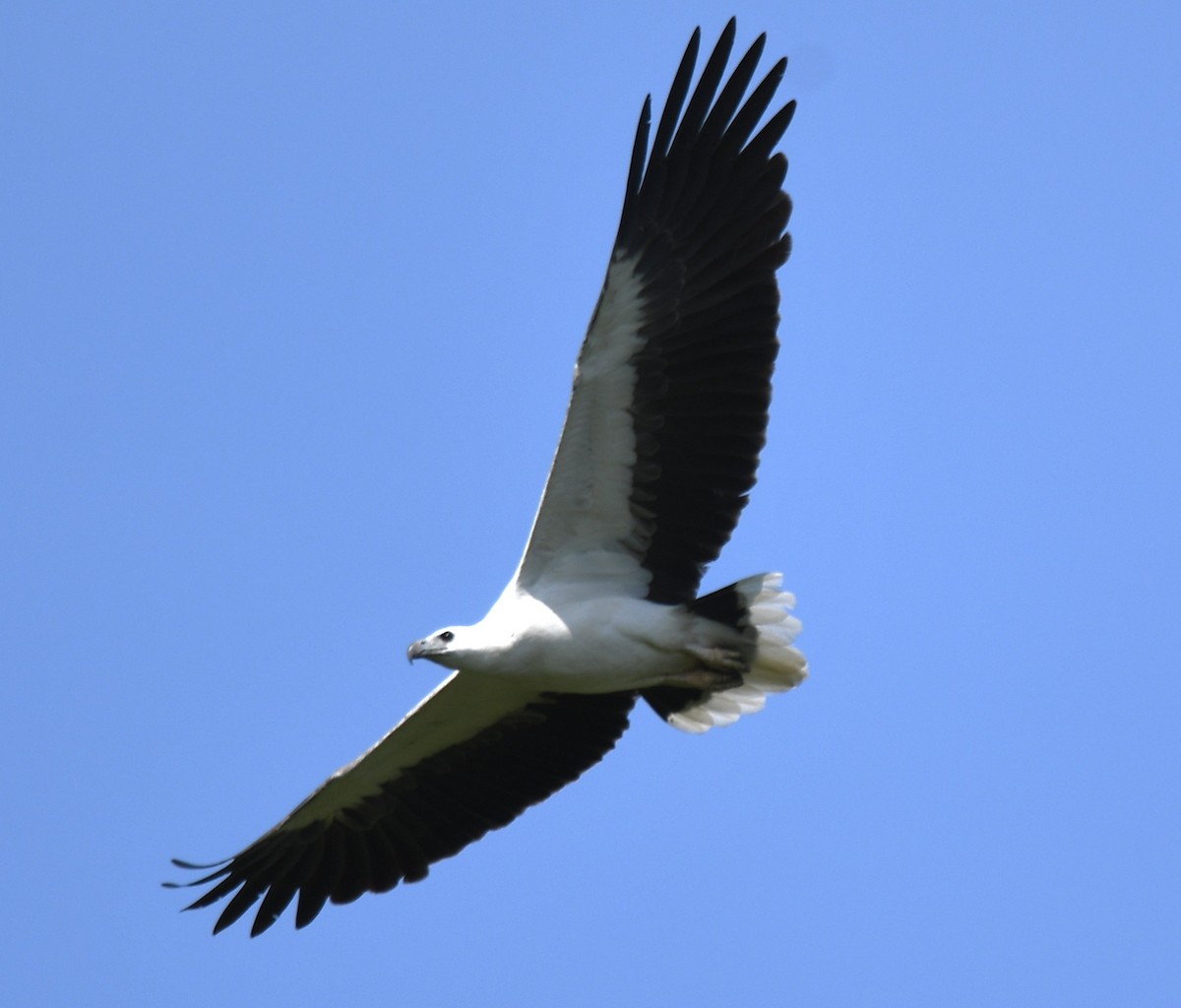 White-bellied Sea-Eagle - ML643075371