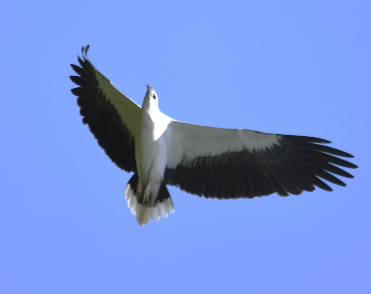 White-bellied Sea-Eagle - ML643075375