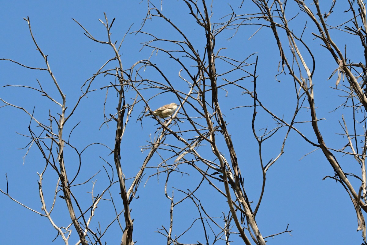 コシアカヒバリモドキ - ML643075388