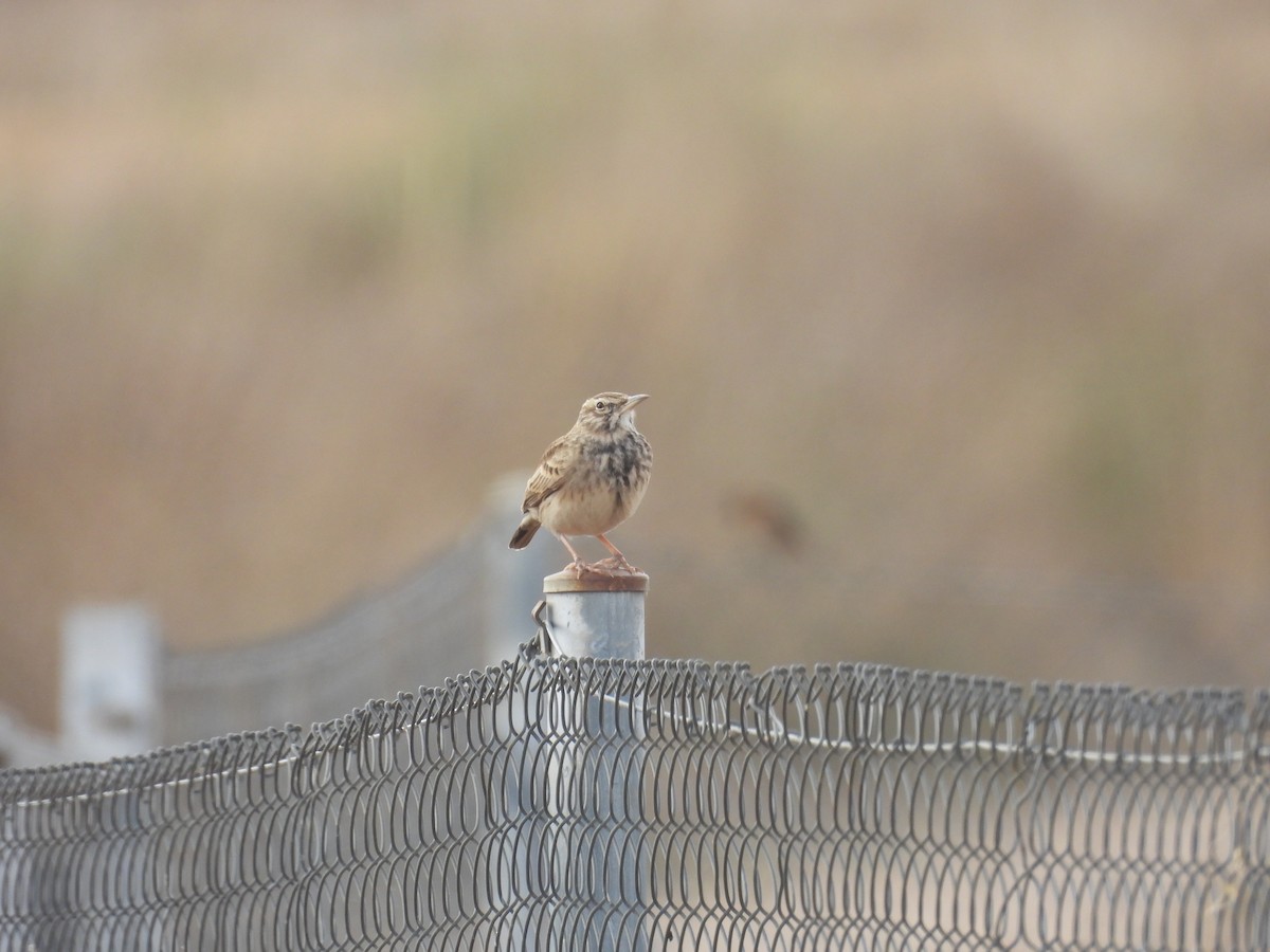 Thekla's/Crested Lark - ML643075400