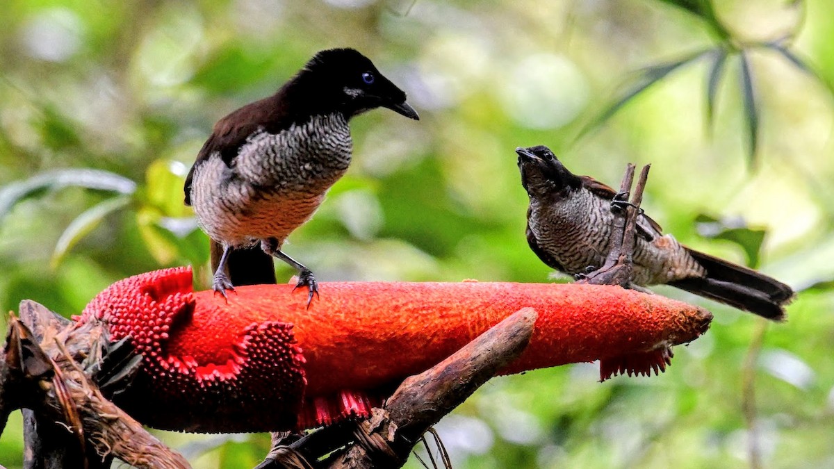 Western Parotia - ML643075418