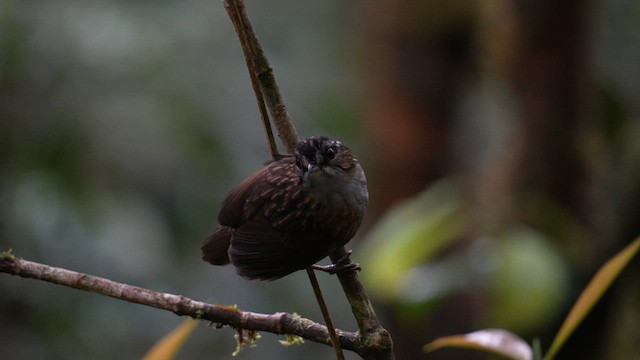 Mountain Wren-Babbler - ML643075446