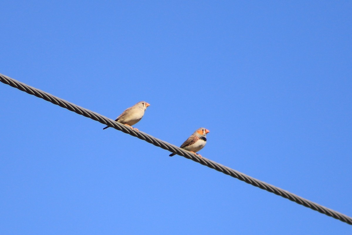Zebra Finch - ML643075457
