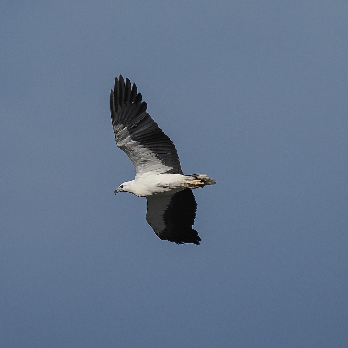 White-bellied Sea-Eagle - ML643075515