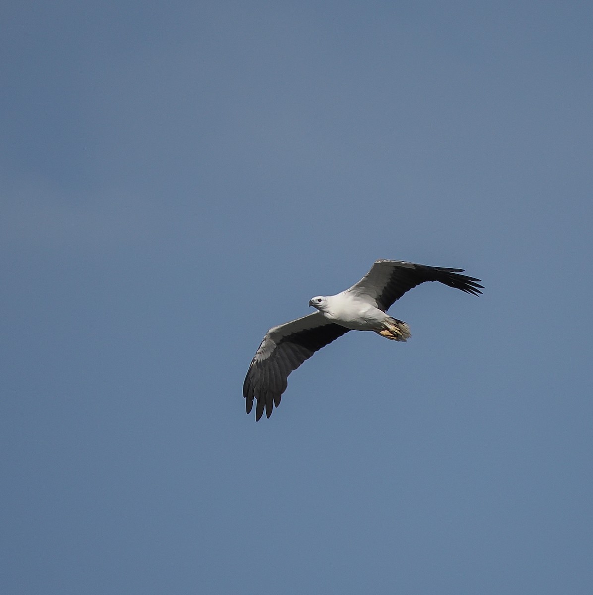 White-bellied Sea-Eagle - ML643075517
