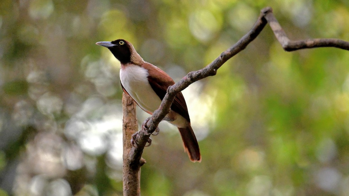 Lesser Bird-of-Paradise - ML643075520