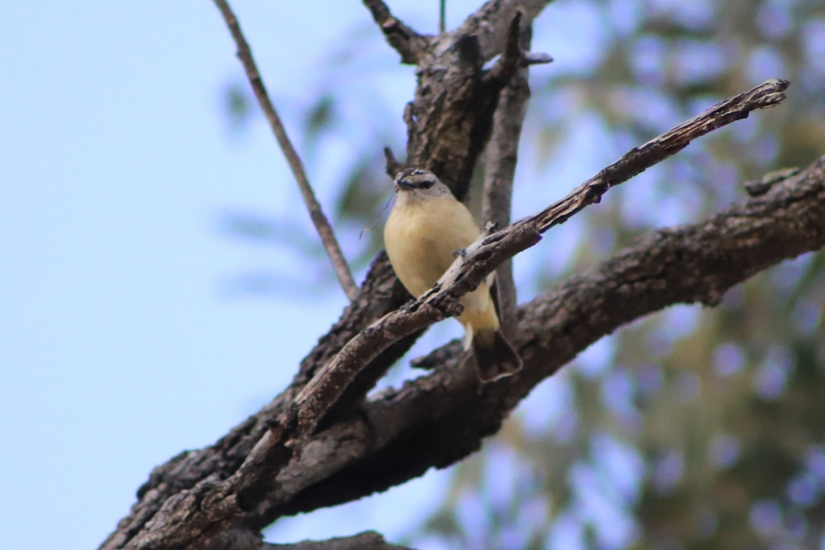 Yellow-rumped Thornbill - ML643075524