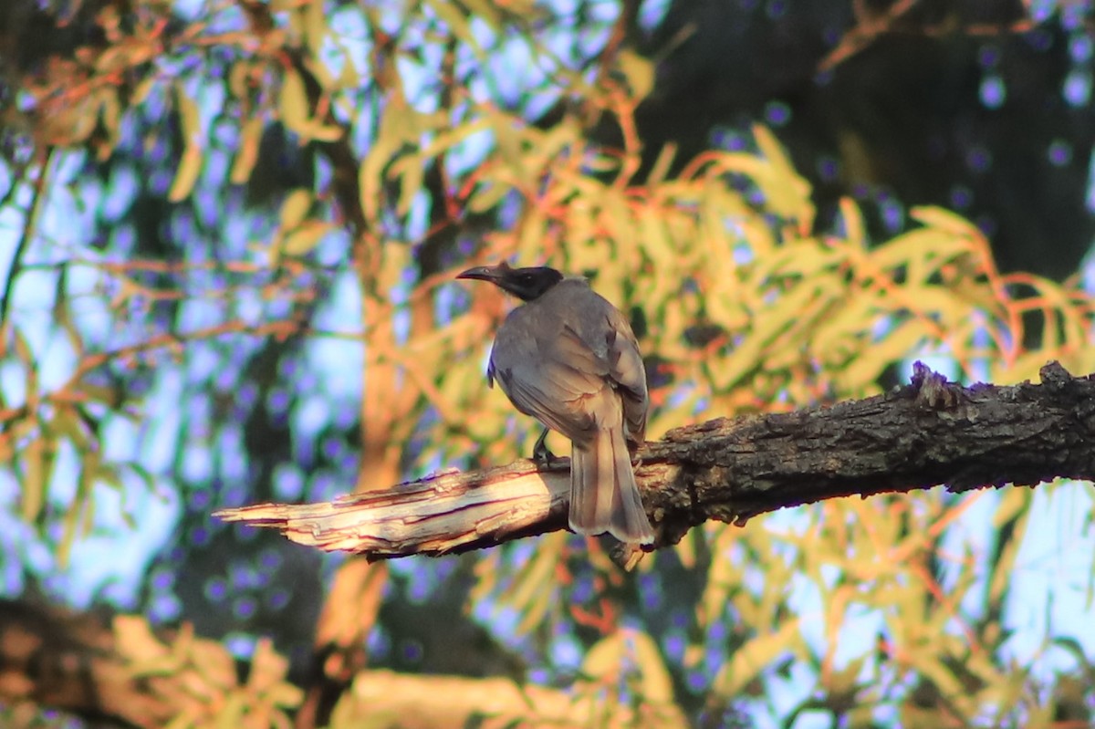 Noisy Friarbird - ML643075531