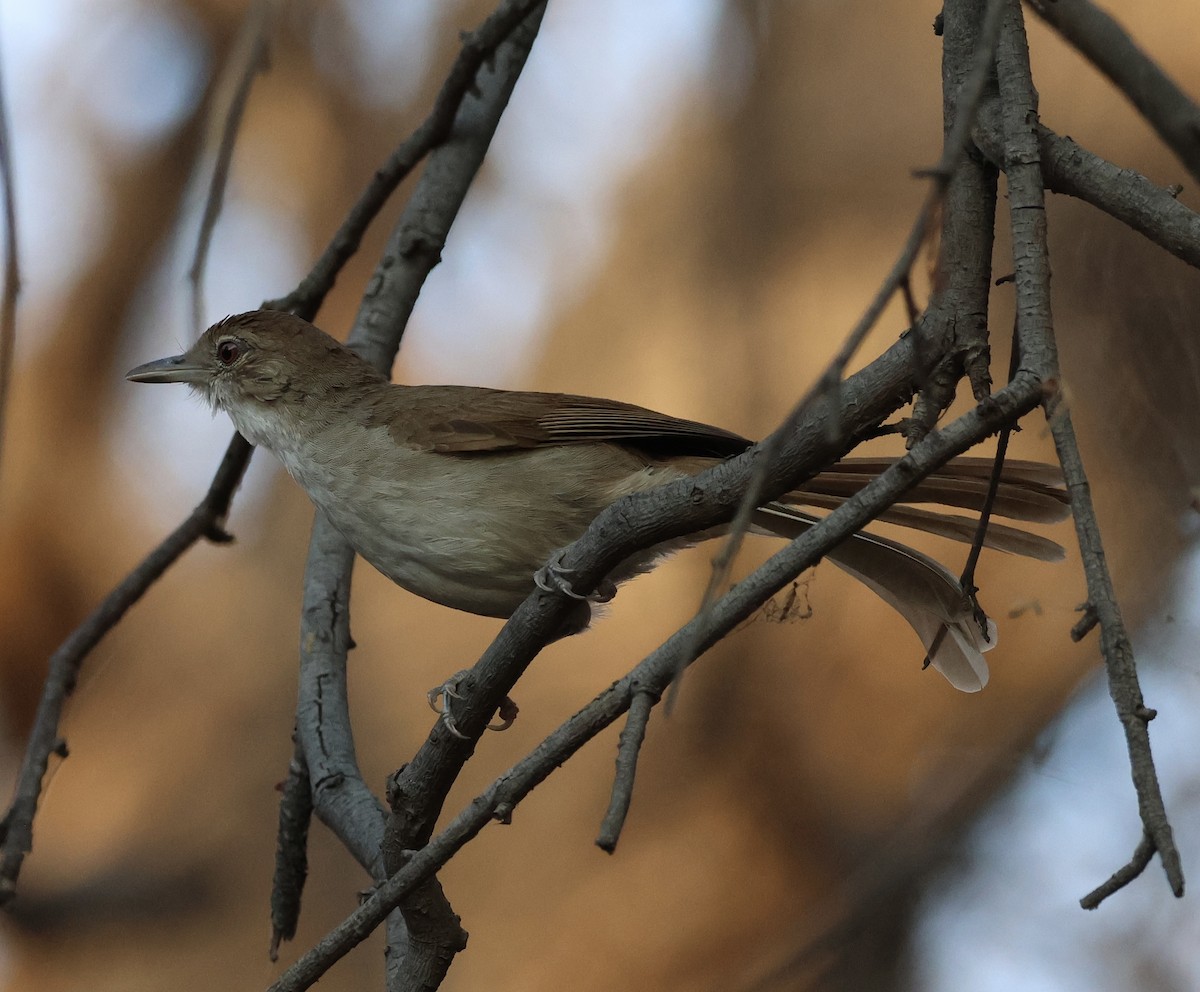 Terrestrial Brownbul - ML643075532