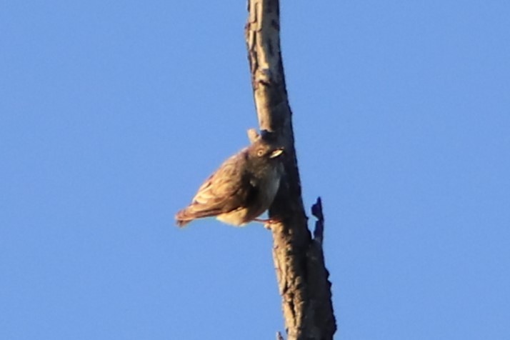 Varied Sittella - ML643075550