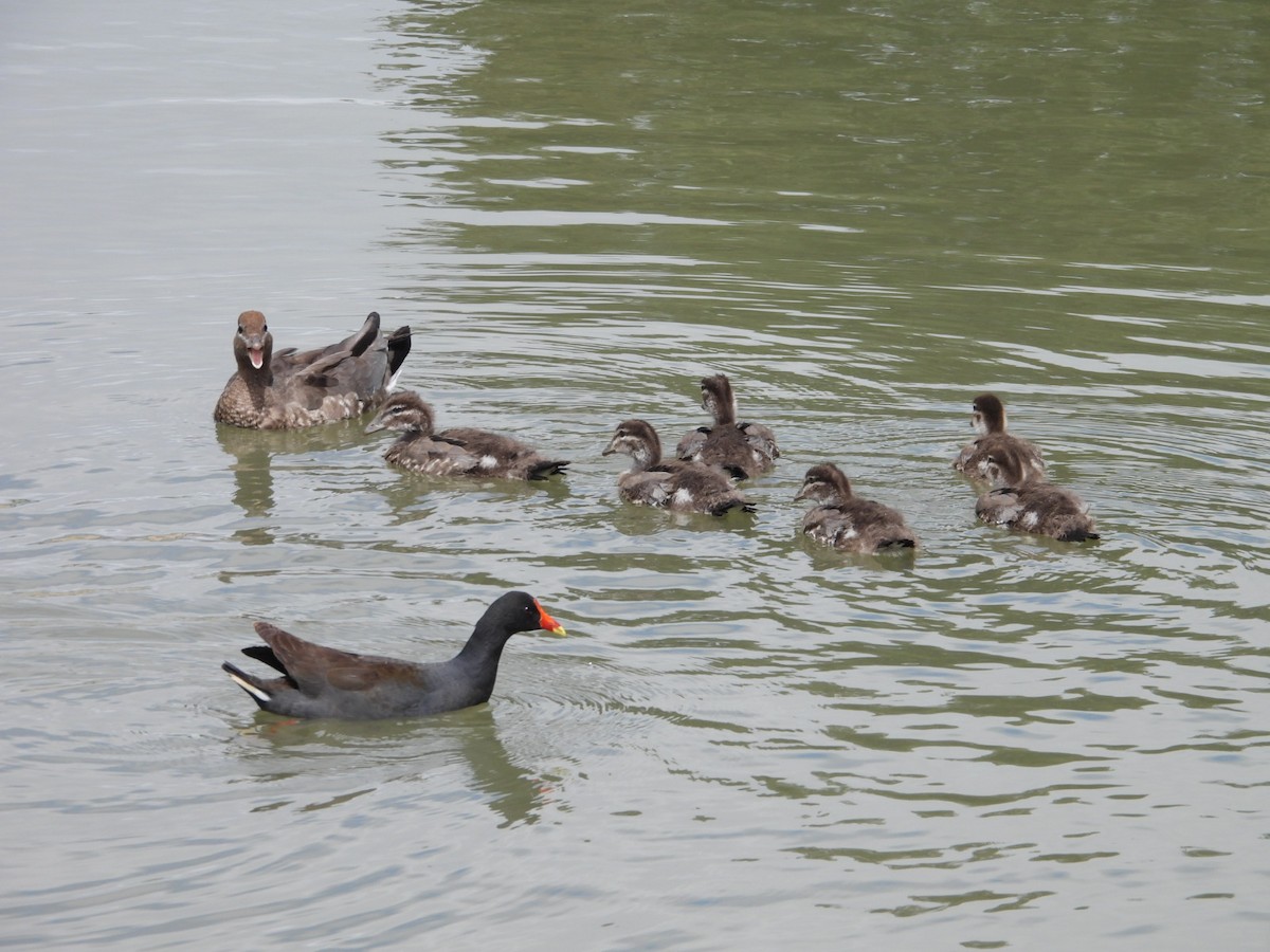 Maned Duck - ML643075551