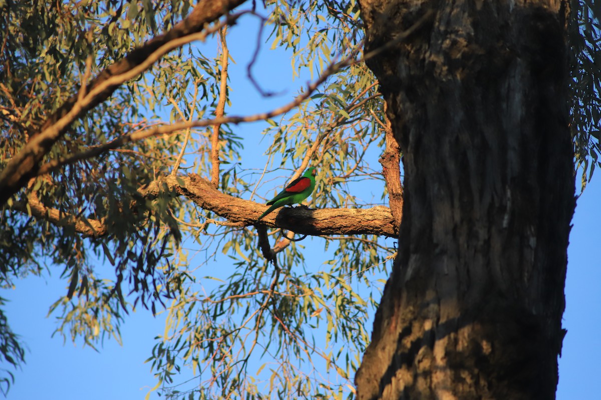 Red-winged Parrot - ML643075563