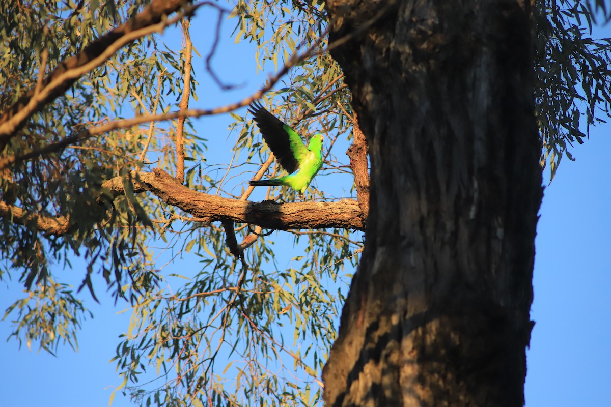 Red-winged Parrot - ML643075564
