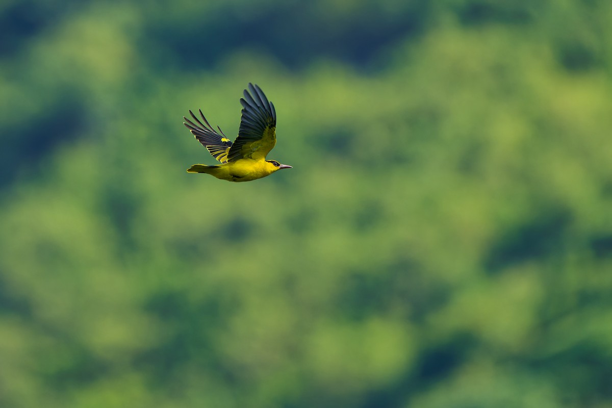 Slender-billed Oriole - ML643075584